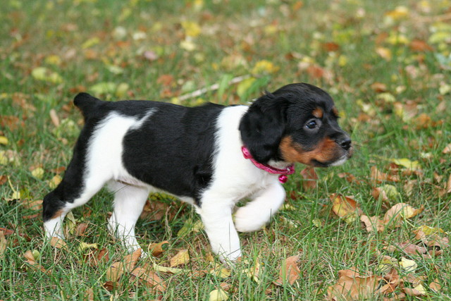 french brittany puppies near me