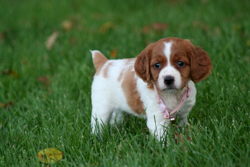 brittany dog breed price