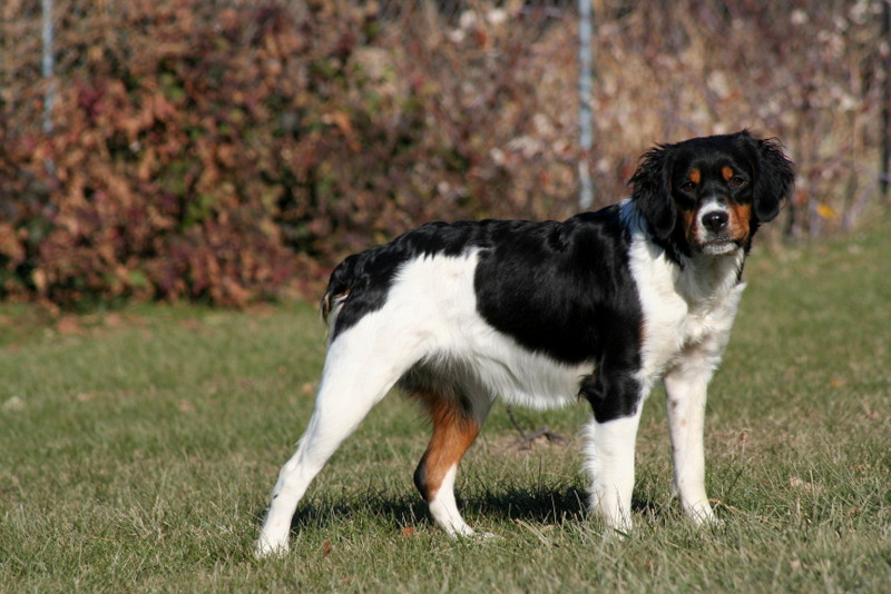 brittany spaniel tricolor puppy