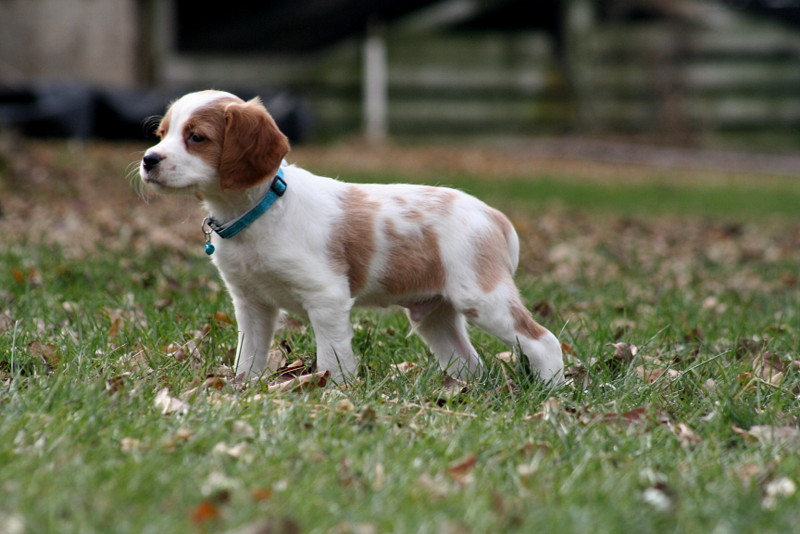 french brittany puppies near me