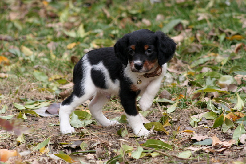 brittany spaniel tricolor puppy