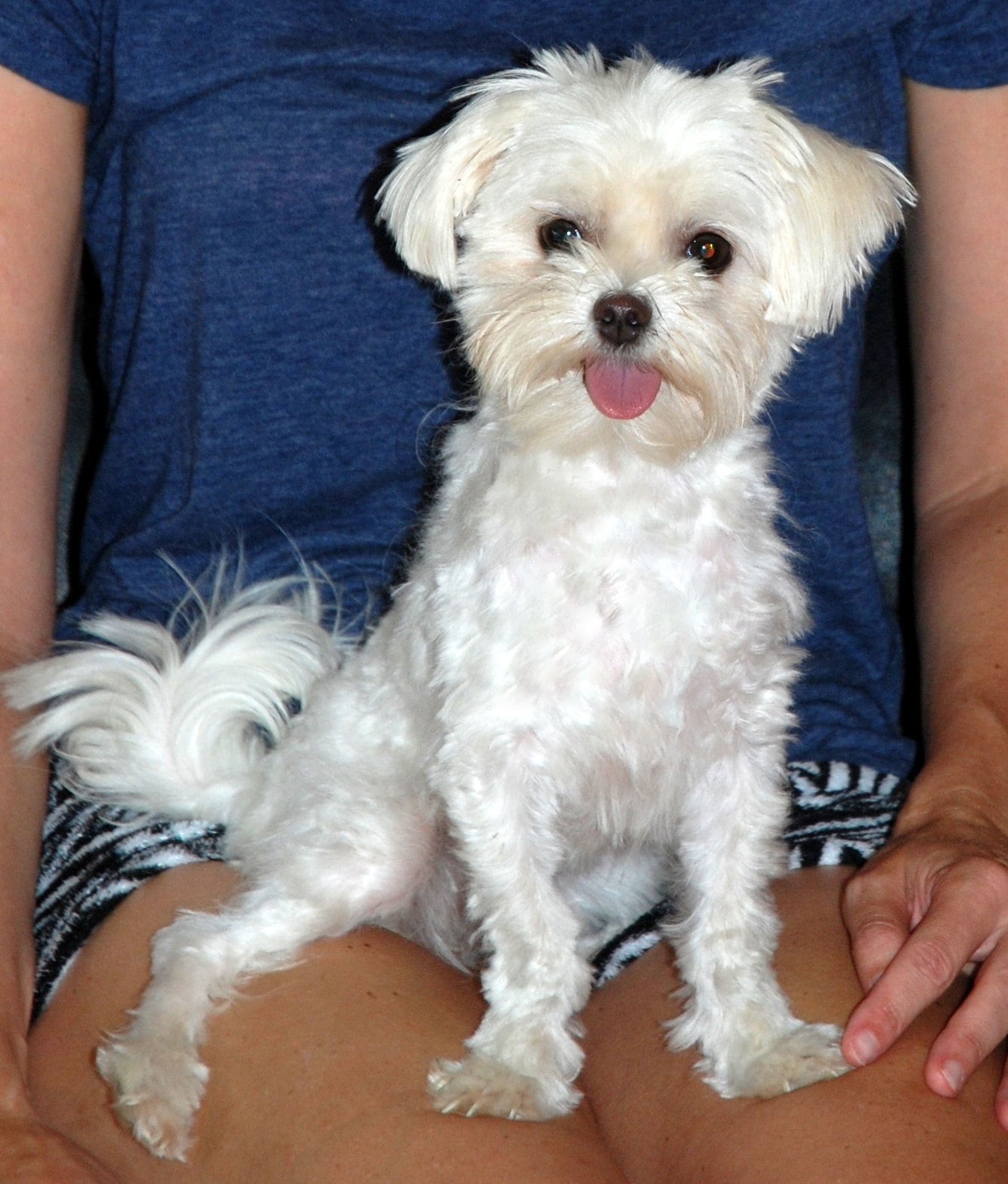 Maltese puppy