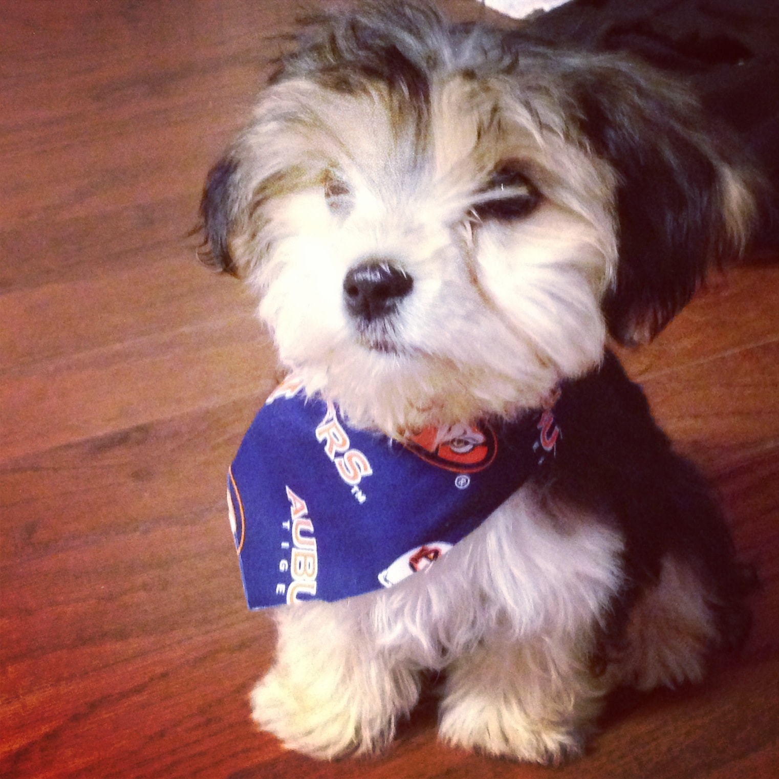 Morkie puppy