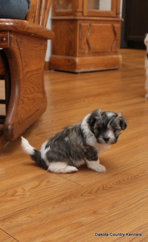 Shorkie puppy