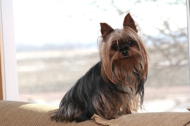 Yorkie puppy
