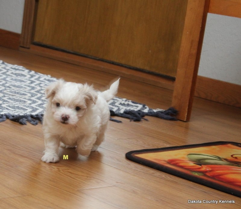 Arlo the Shorkie