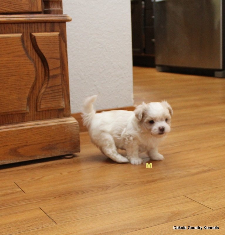 Jimmy the Shorkie