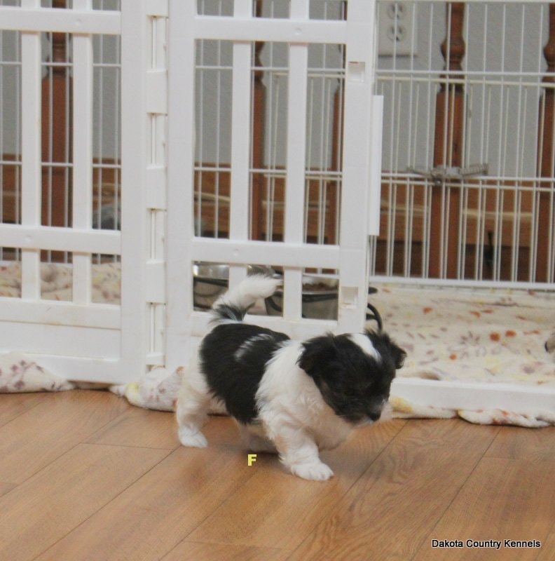 Sasha the Shorkie